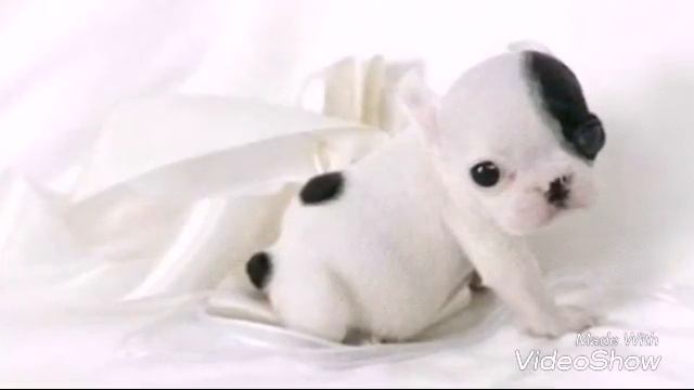 Картинки милых щеночков!!! смотреть онлайн