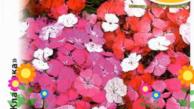 Гвоздика турецкая Новерна Клоун. Краткий обзор, описание характеристик dianthus barbatus смотреть онлайн