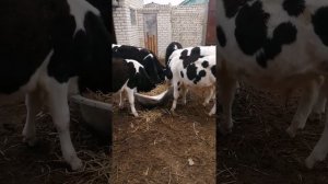 Быки Холмогоры 8 месяцев