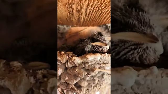 Птенцы ласточки в гнезде смотреть онлайн