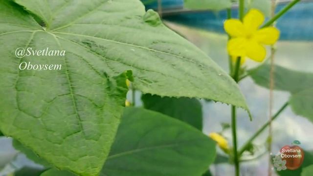 ВСЕГДА КОРМЛЮ ЭТИМ ПОРОШКОМ ОГУРЦЫ,КОГДА ЦВЕТУТ.ЗАВЯЗЫВАЮТСЯ ПУЧКАМИ КАЖДЫЙ ДЕНЬ,КАК СУМАСШЕДШИЕ! смотреть онлайн