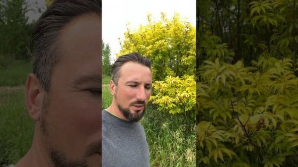 Бузина Голден Тауэр и Блэк Лэйс