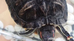 ЗООДОМИК / ВЫПУСК 1 / хомяк, черепаха, морская свинка, кролик