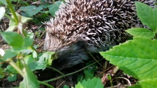 Ёжик в лесу ищет еду смотреть онлайн