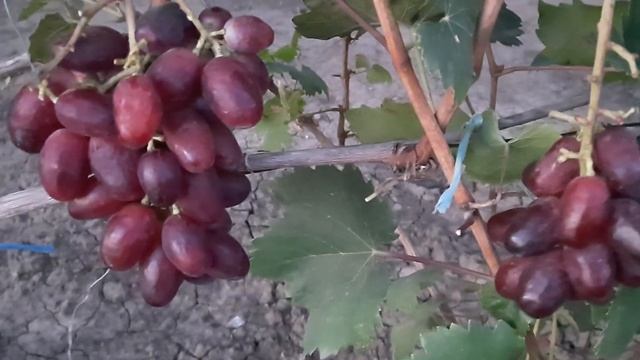 НОВИНКА!!! ГФ Винограда КОРОЛЬ ЛИР (Калугин В.М.). 20.09.2023г. смотреть онлайн