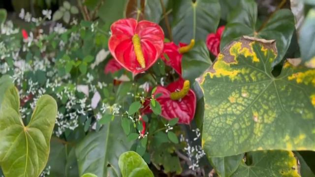 Beautiful Anthurium garden смотреть онлайн