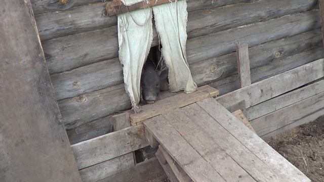 ВЫГУЛ С НАВЕСОМ ДЛЯ ПОРОСЯТ смотреть онлайн