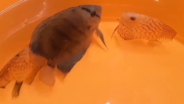 Чем болеют дискусы. ПРОФИЛАКТИКА VS КАРАНТИН.