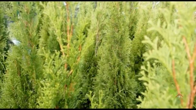 Smaragdna tuja (Thuja occidentalis) смотреть онлайн