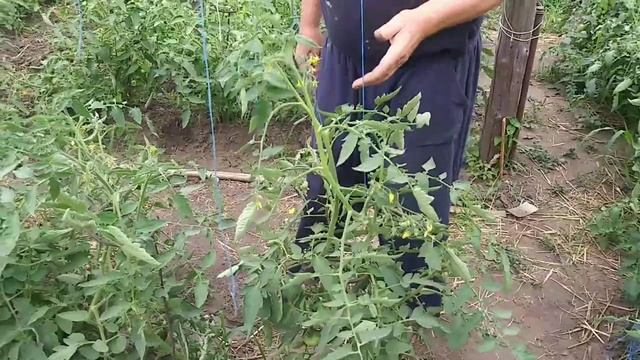 Подвязка томатов очень важна. смотреть онлайн