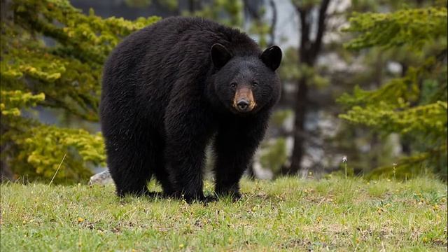 What Sound Does A Black Bear Make? - Animal Sounds (Black Bear Sounds) смотреть онлайн