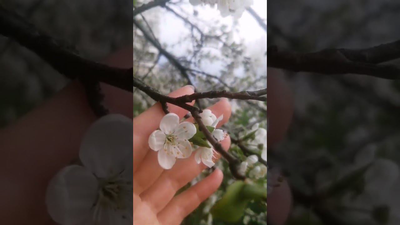 И где-то между небом и землёй мы падаем~падаем в своё отраженье ~~ смотреть онлайн