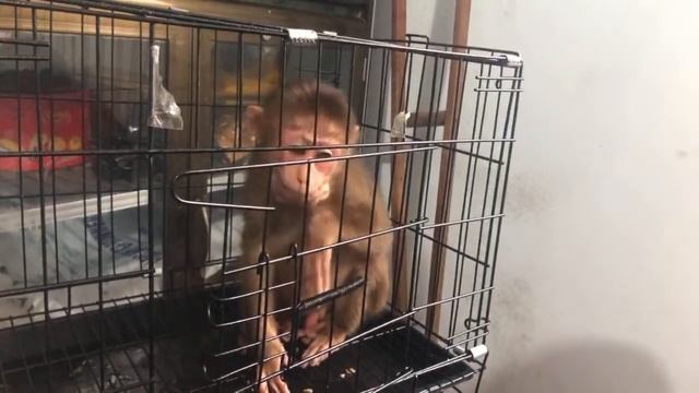 Visit grandma with KiKi and try to bond with the monkey смотреть онлайн