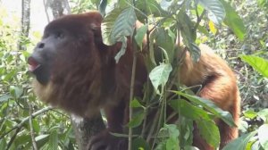 Обезьяна Ревун