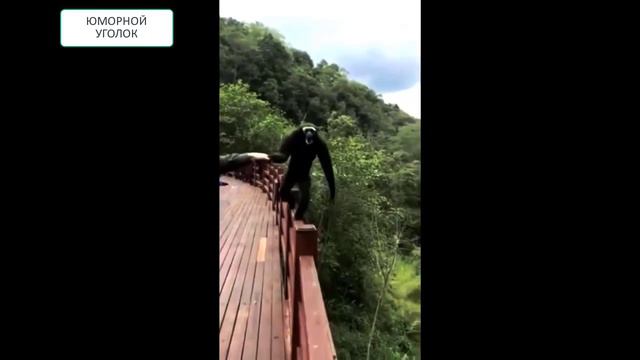 Самые забавные случаи с обезъянами. Эти смешные приматы поднимут вам настроение смотреть онлайн