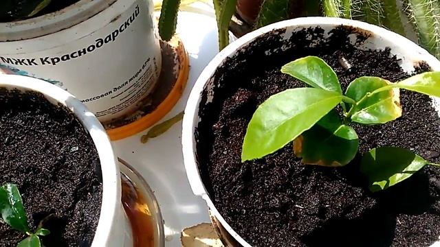Саженец мандарина. Что получилось с косточки. смотреть онлайн
