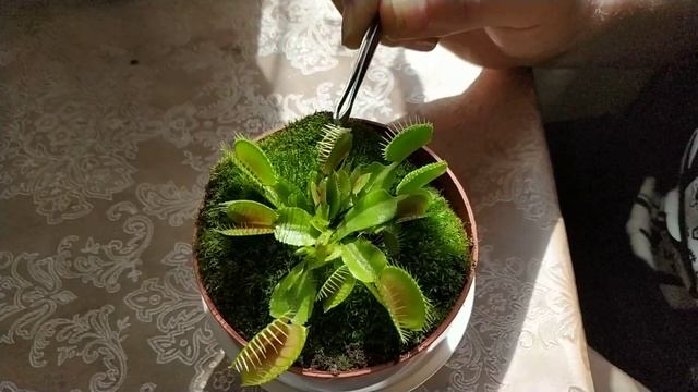 Кормим нашего Зверя смотреть онлайн