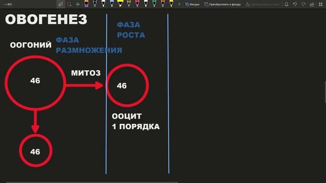 Овогенез Оогенез фазы периоды процессы ЕГЭ просто смотреть онлайн