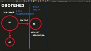 Овогенез Оогенез фазы периоды процессы ЕГЭ просто