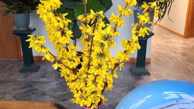 Forsythia Magical Gold® // Outstanding Hardy, Easy To Grow Shrub With Large Deep Yellow Flowers ?? смотреть онлайн