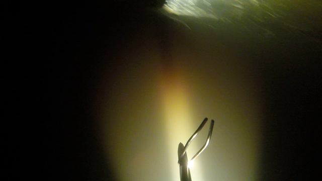 Попался в браконьерскую ,жаберную сетку
Подводная охота 12.04.2024