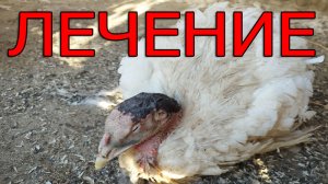 Лечение индюков