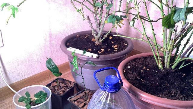 Выращивание цитрусов в условиях сурового климата смотреть онлайн
