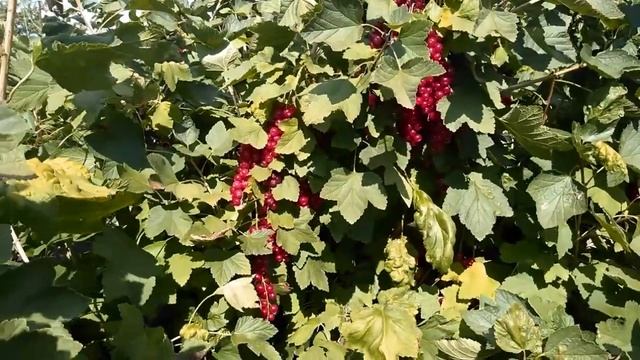 Червона смородина Ровада. 25. 07. 2022. смотреть онлайн