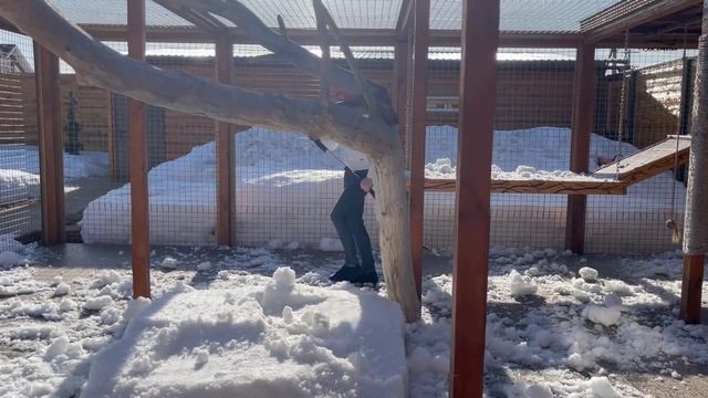 Эксперимент провалился! Гепард Герда и Саша с лопатой. смотреть онлайн