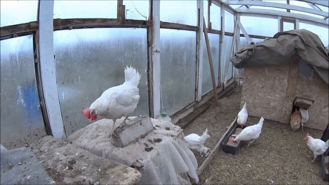 Содержание кур в теплице в зимний период. Рацион. Яйценоскость. смотреть онлайн