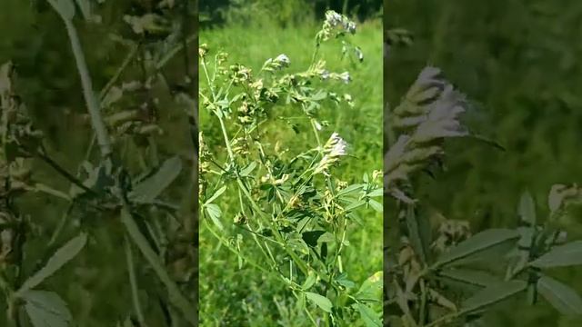 ЛЮЦЕРНА ПОСЕВНАЯ.Medicago sativa. смотреть онлайн