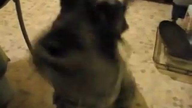 Говорящая собака. Миттельшнауцер. смотреть онлайн