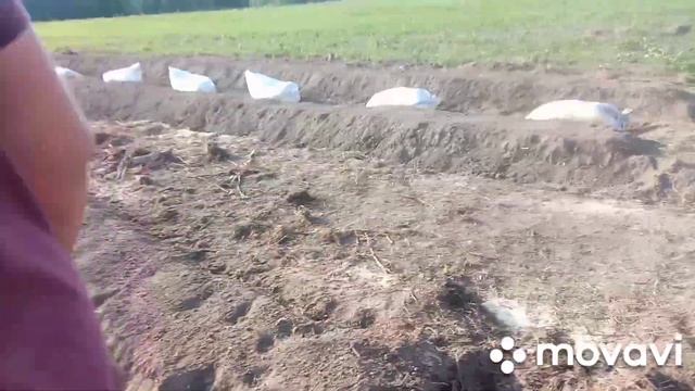 Закладываем клубничное поле 1.5га. Бугры под клубнику своими руками. смотреть онлайн