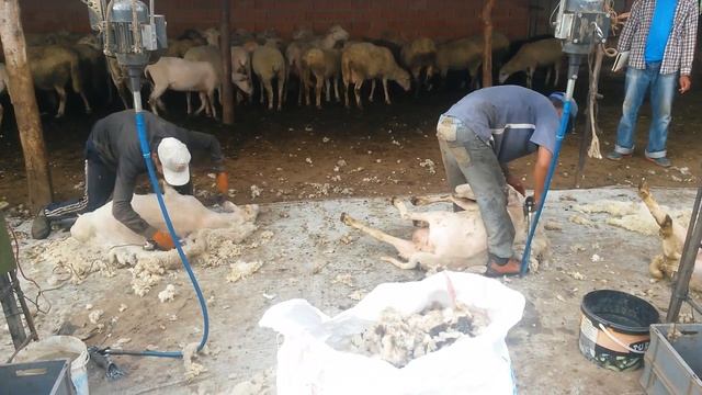 Стрижка овец смотреть онлайн