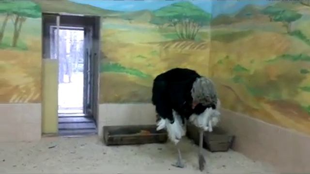 в Новосибирском зоопарке часть 3 смотреть онлайн