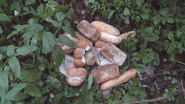 Хлеб как приманка для кабана смотреть онлайн