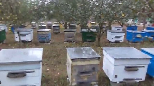 Порода пчел . Серая горная кавказская порода пчел . смотреть онлайн