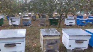 Порода пчел . Серая горная кавказская порода пчел .