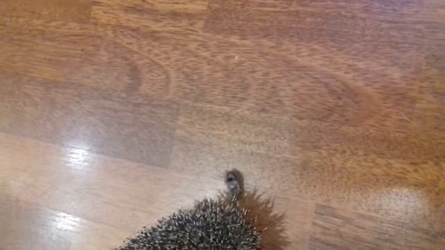 Ёжик ест жука смотреть онлайн