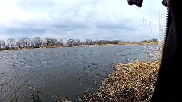 Отличный клёв плотвы на фидер смотреть онлайн