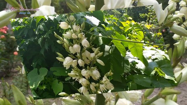 Как цветет юкка в моем саду. смотреть онлайн