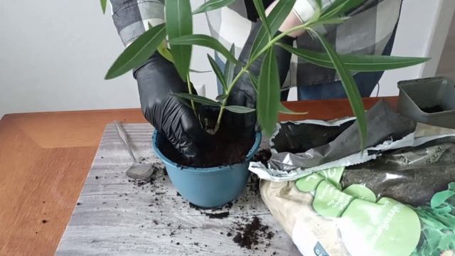 Олеандр. Уход в домашних условиях. Неприхотливый сад смотреть онлайн
