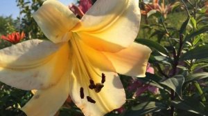 Лилия Rising Moon