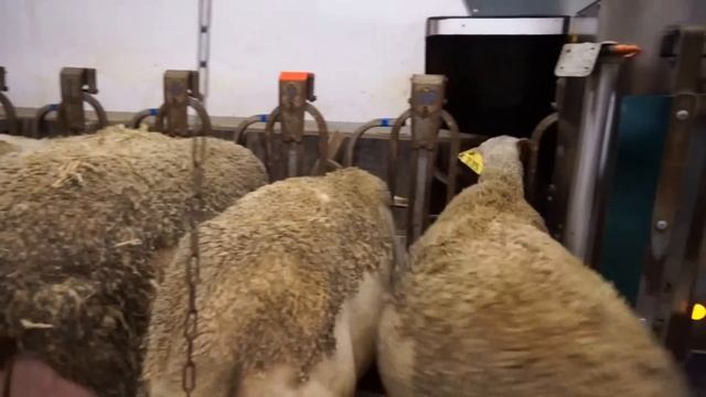 Овце от порода ЛАКОН за мляко. Доилна зала тип паралел 2х18 Де Лавал. смотреть онлайн