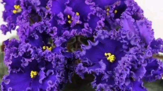 Посылка с фиалками)))