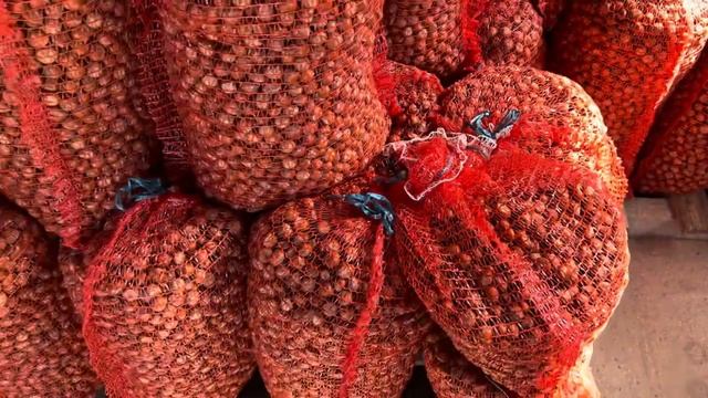 Фундук Трапезунд высушен, на хранении 2023 смотреть онлайн