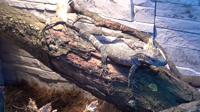 Кормление черногорлого варана смотреть онлайн