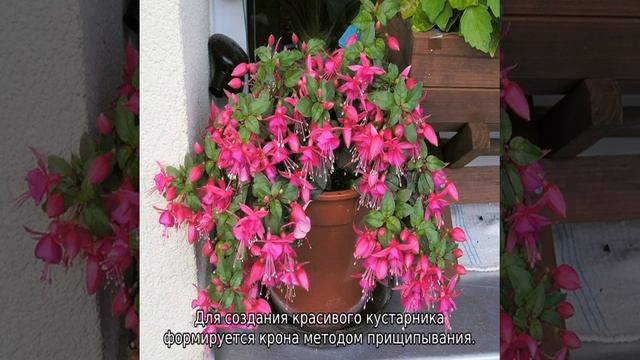 Почему не цветет фуксия смотреть онлайн