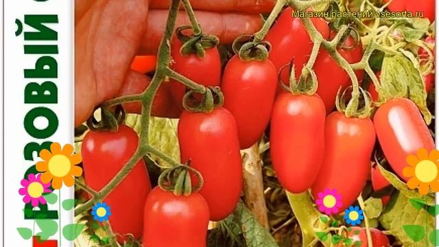 Томат Розовый фламинго. Краткий обзор, описание характеристик solanum lycopersicum Rozovyj flamingo смотреть онлайн