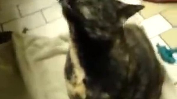Кот разговаривает, когда чешут спинку! Talking cat